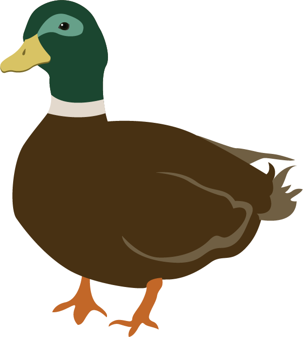 Illustration of a mallard duck