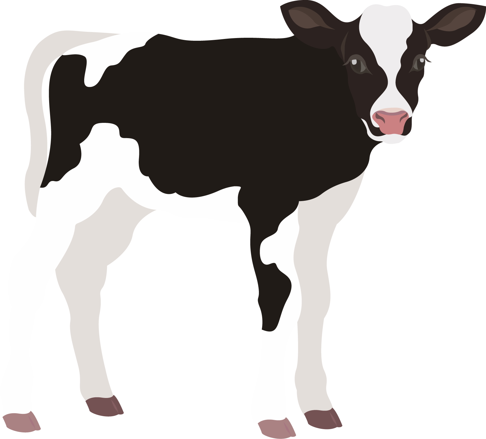 Dairy calf illustration